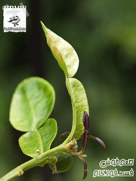 Kaffir Lime برگ لیموی کفیر