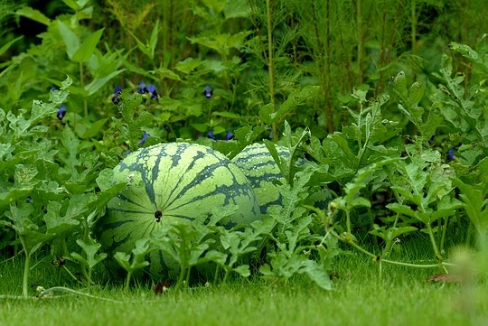Watermelon-garden